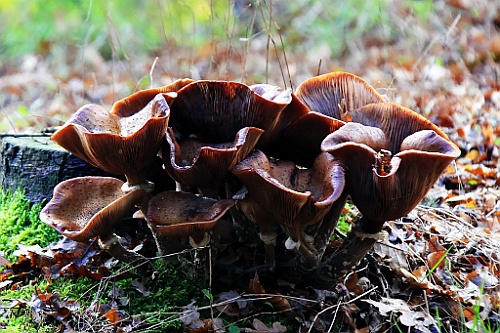 Vennenbos (17)